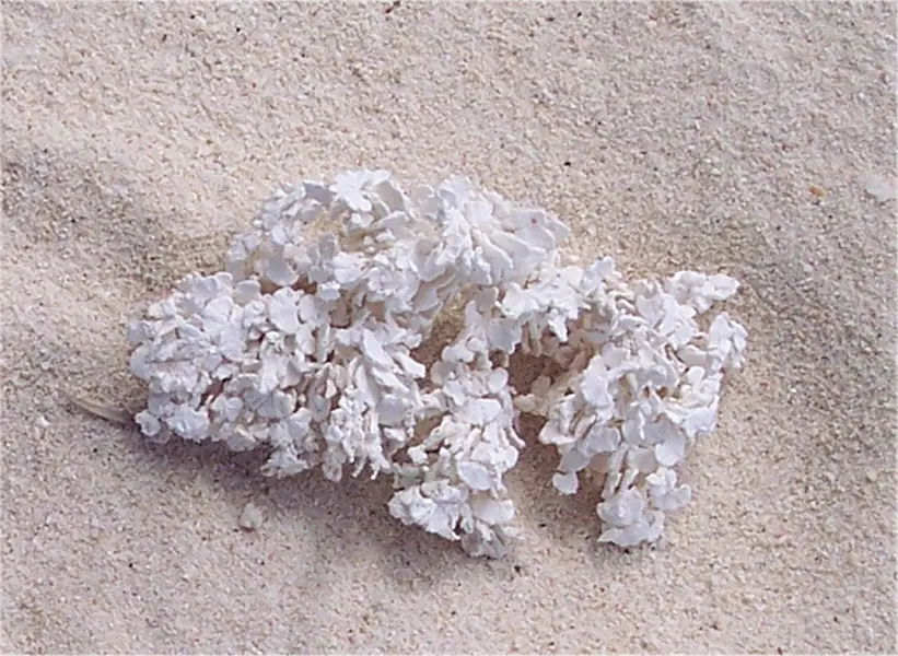 Close up view of algae on the pinkish-white sands