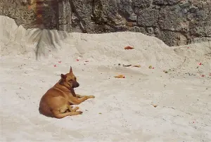 A dog lies contentedly on the new beach... he approves!