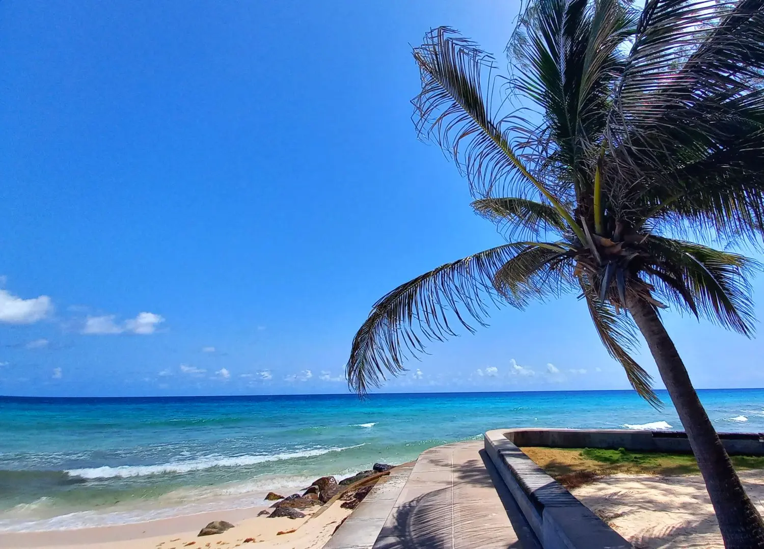 Eastern end of the boardwalk shaded by a palm tree