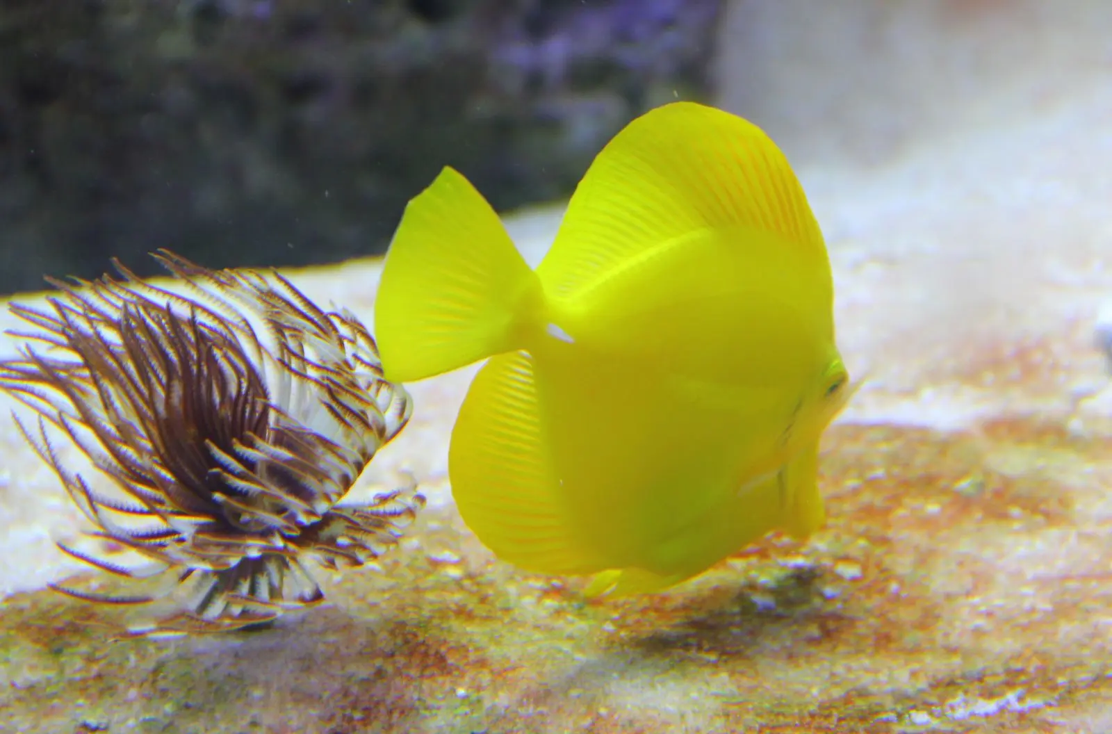 Bright yellow fish in a tank at the Folkestone Marine Museum