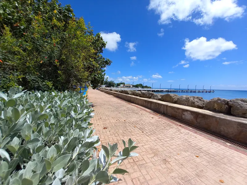 Shrubs and trees alongside the boardwalk with the jetty in the distance