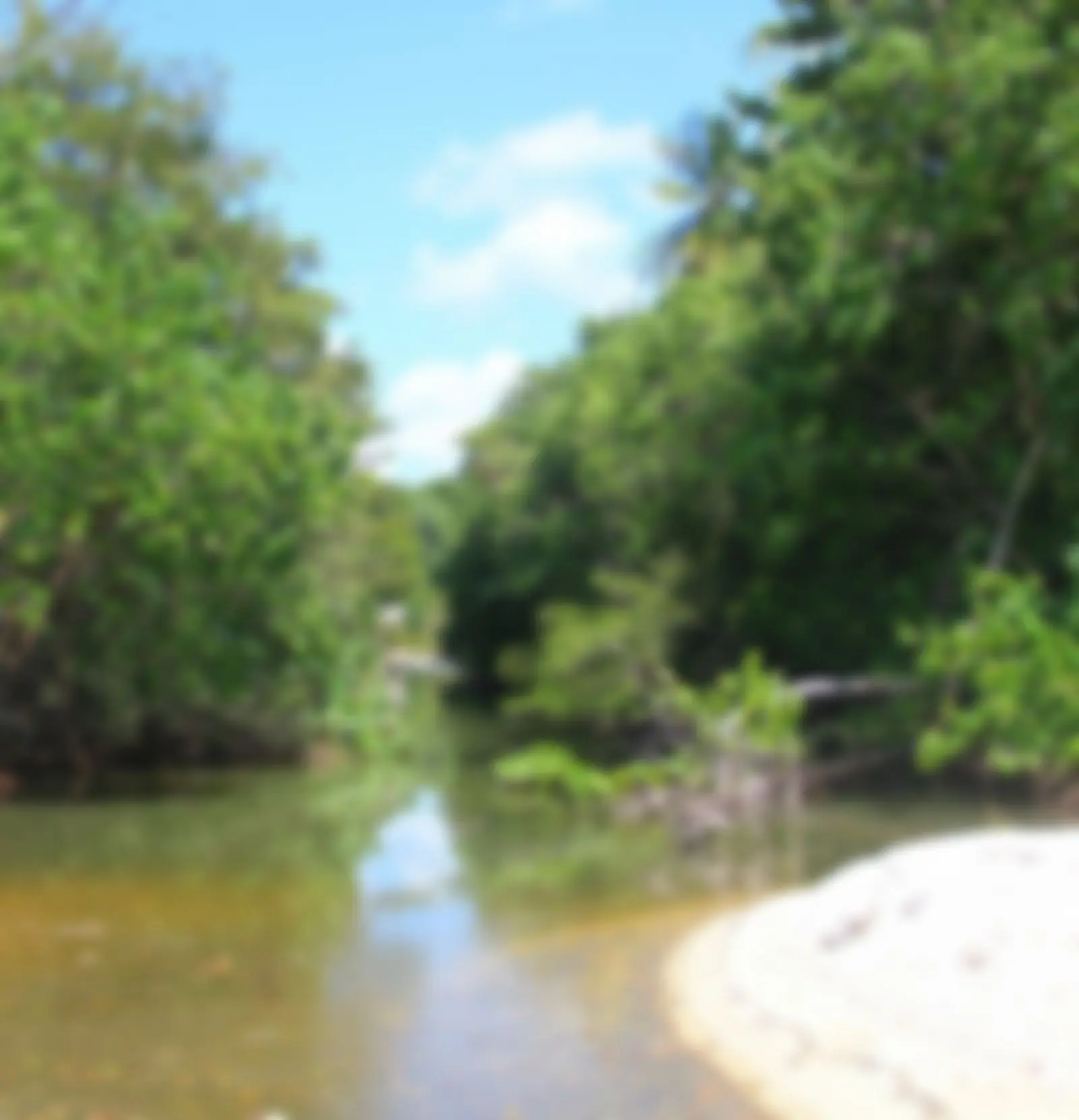 Looking from the beach into the mangroves