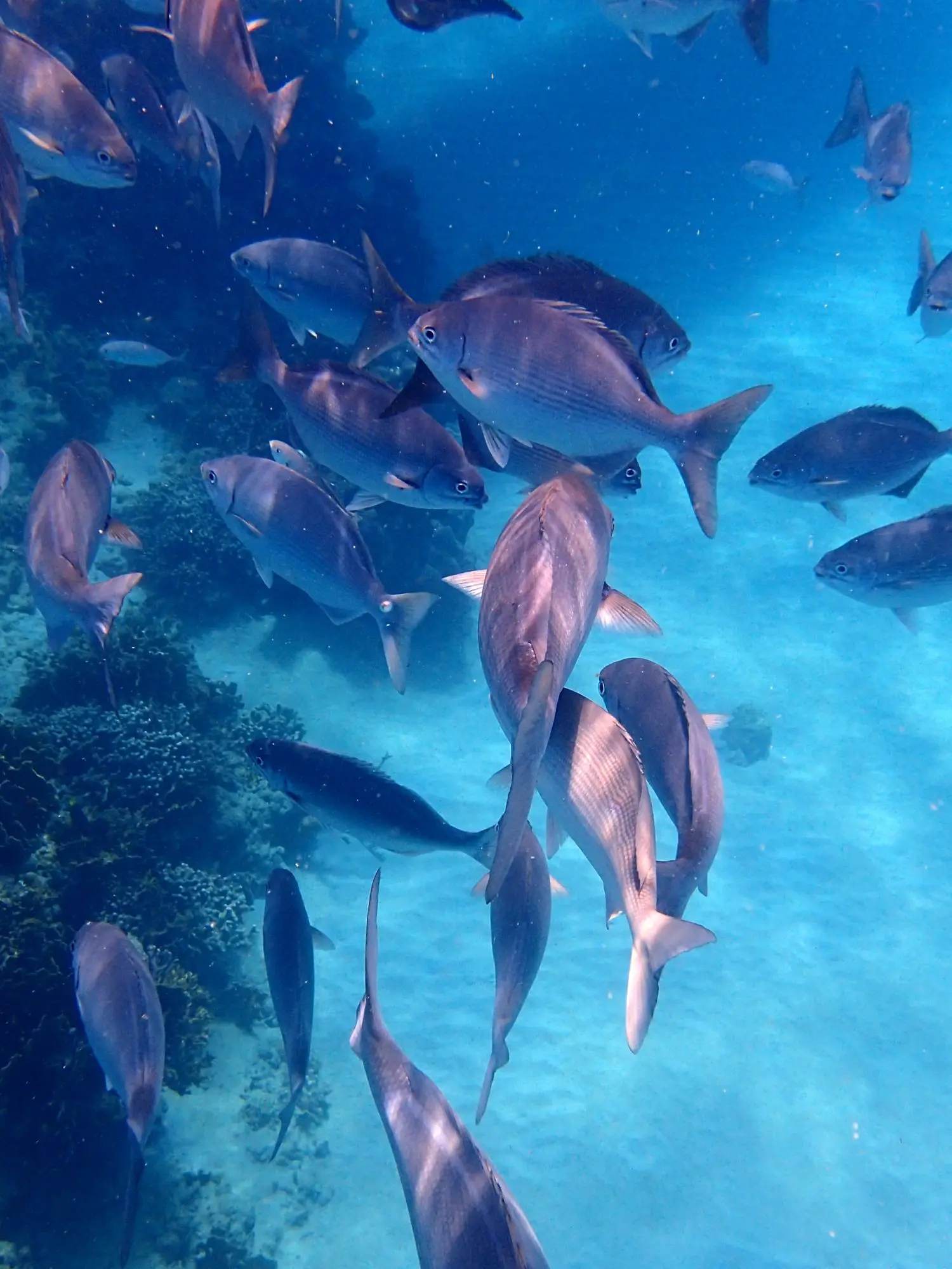 Tropical fish swimming off the Barbados coast