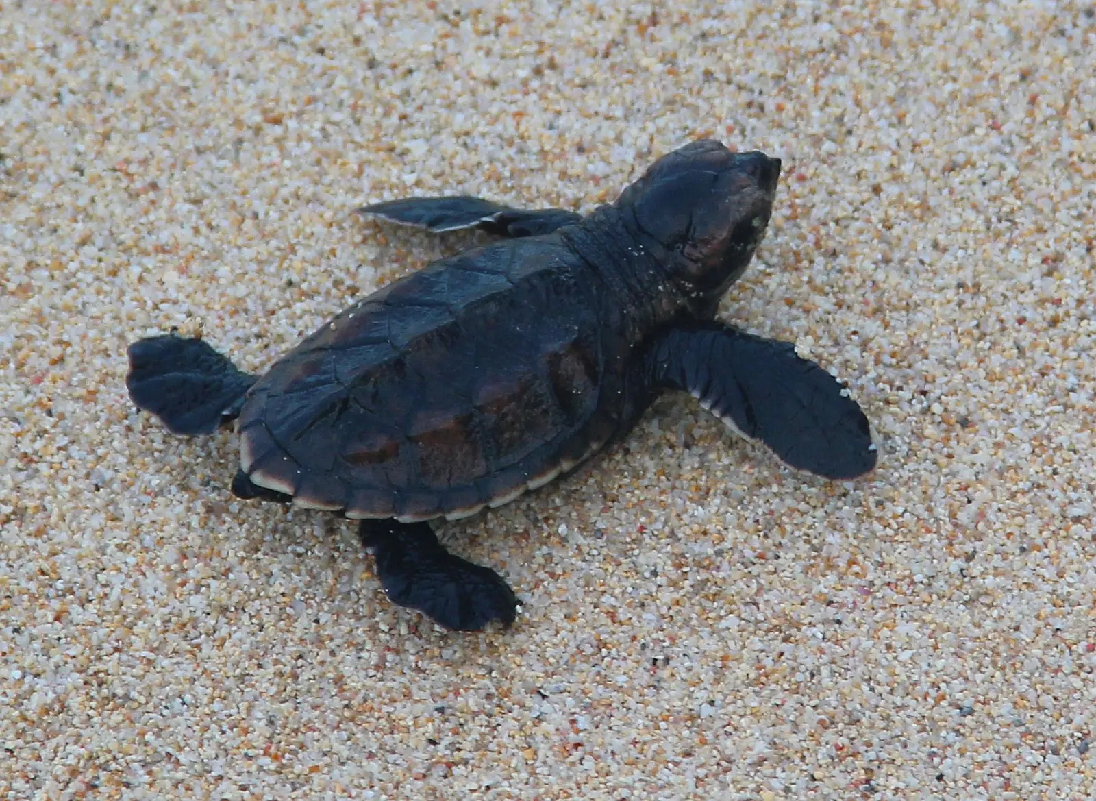 Turtle hatchling making its way across the sand