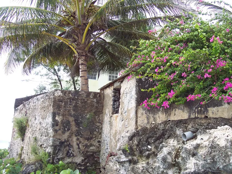 Old, weathered wall with blooming bougainvillea