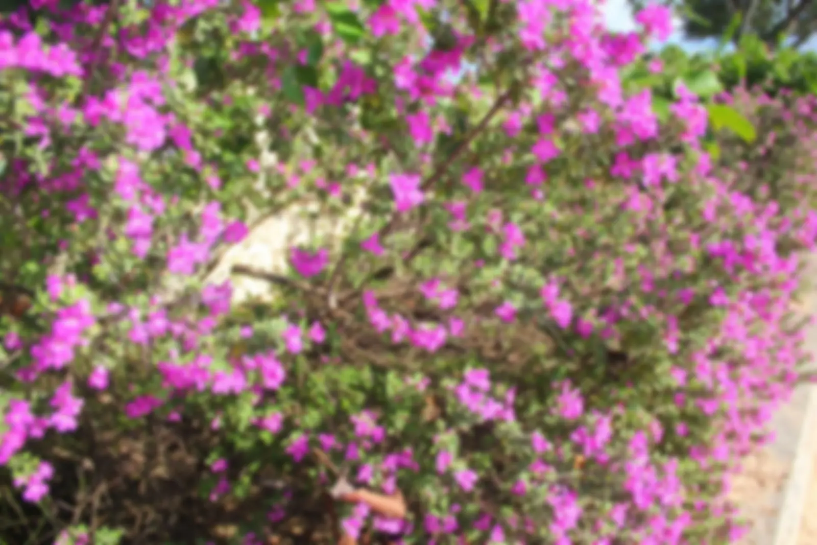 Colorful purple flowers that line the boardwalk